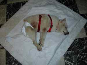 Aide for Animals | PeeWee